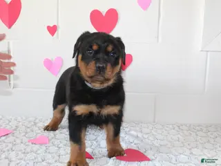 Rottweiler dogs Rottweiler Puppy 2 - Ad 2