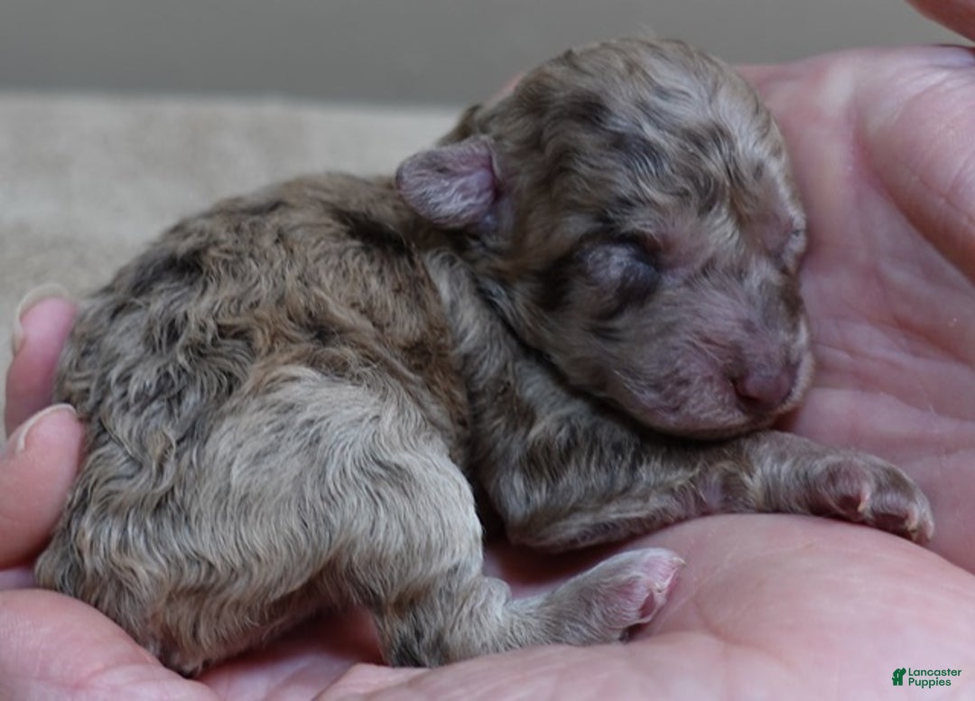 Toy Poodle dogs for sale: Sophia rarest color chocolate merle - Ad 2