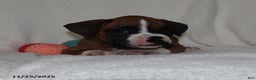 Boxer dogs for sale: Karla - Ad 3