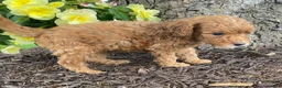 Mini Goldendoodle dogs for sale: Dusty- mini/ petite - Ad 3