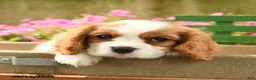 Cavalier King Charles Spaniel dogs for sale: Aggie - Ad 4