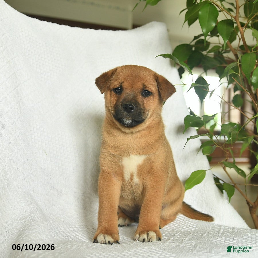 Shiba Inu dogs Rocky  - Ad 1