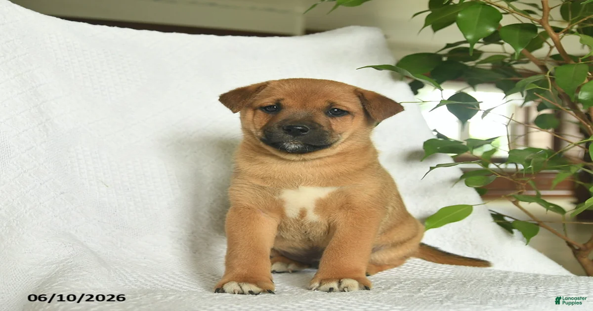 Shiba Inu Puppies for sale in Columbia, Maryland | Lancaster Puppies
