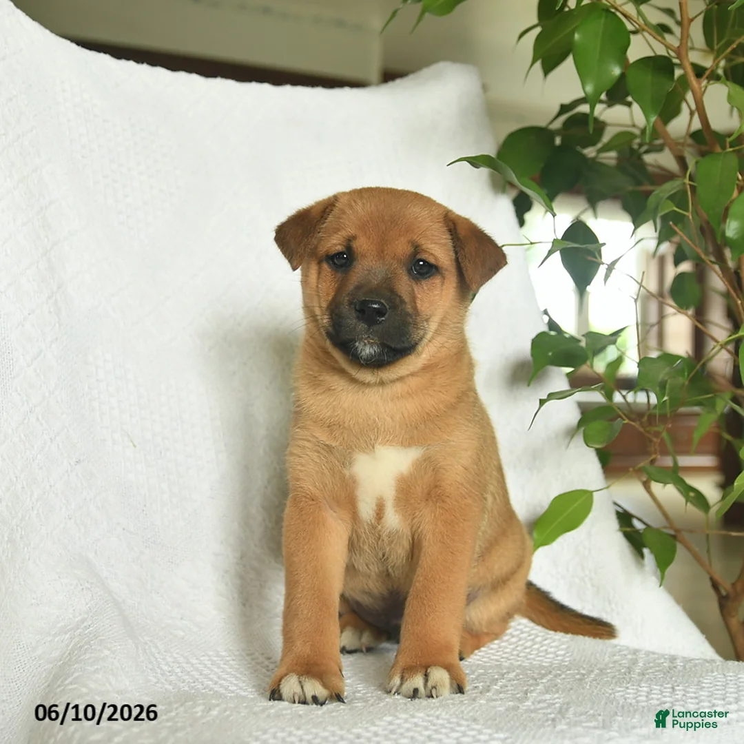 Shiba Inu dogs for sale: Rocky  - Ad 1