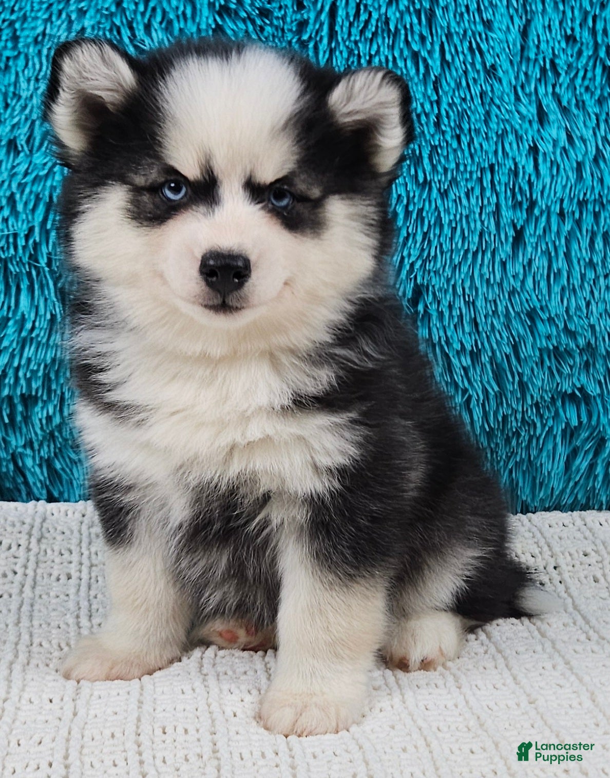 Pomsky dogs Murphy  - Ad 23
