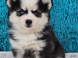 Pomsky dogs Murphy - Ad 24