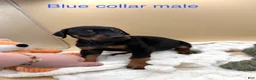 Doberman Pinscher dogs for sale: Black/rust male blue collar 💙 - Ad 4