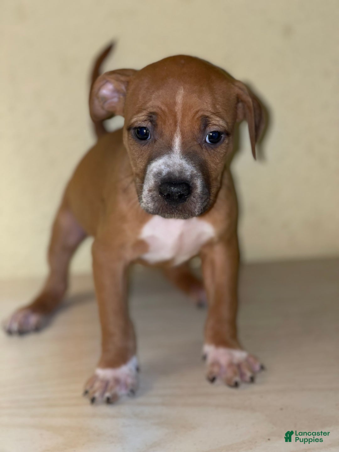 American Pit Bull Terrier dogs for sale: American Pit Bull Terrier Puppy 6 - Ad 3