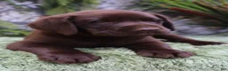 Labrador Retriever dogs for sale: Woody - Ad 3
