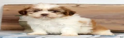 Shih Tzu dogs for sale: Henley - Ad 3