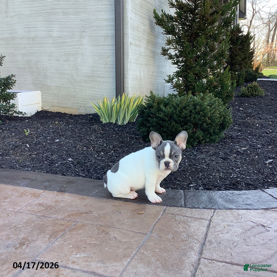 French Bulldog dogs Echo - Ad 2