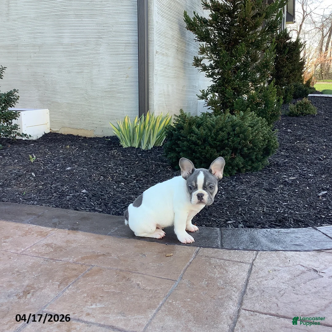 French Bulldog dogs for sale: Echo - Ad 2