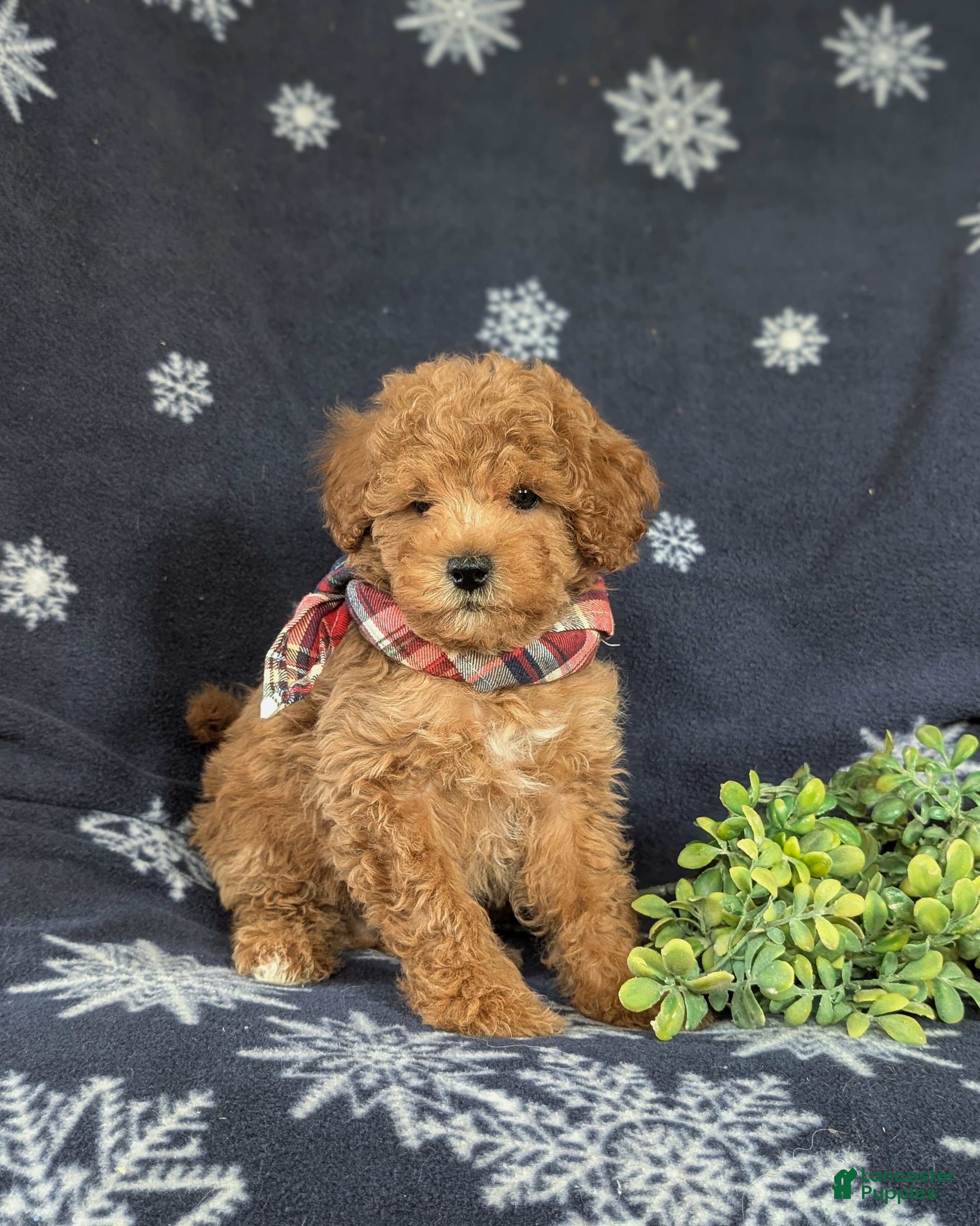 Maltipoo dogs Dale - Ad 24