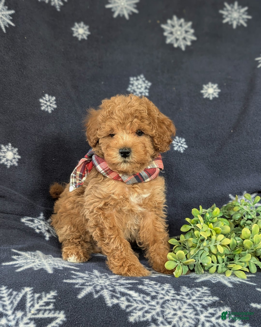 Maltipoo dogs for sale: Dale - Ad 1