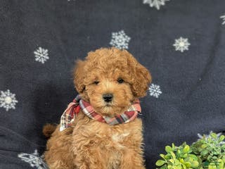 Maltipoo dogs Dale - Ad 38