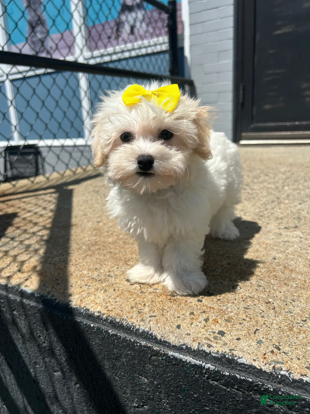 Mixed Breed dogs for sale: Mixed Breed 1 - Ad 1
