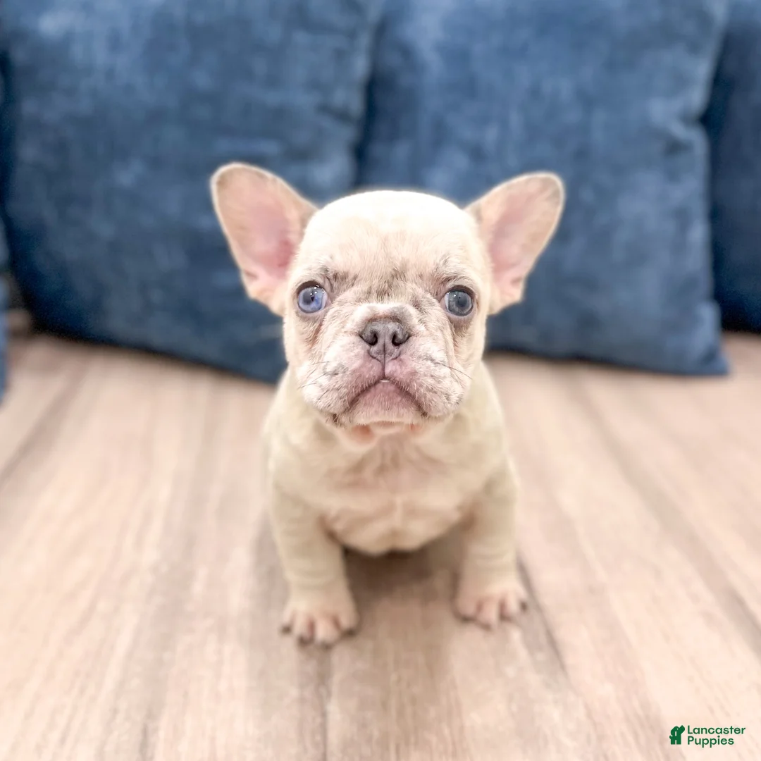 French Bulldog dogs for sale: Asher - Ad 1