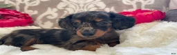 Miniature Dachshund dogs for sale: Crystal - Ad 3