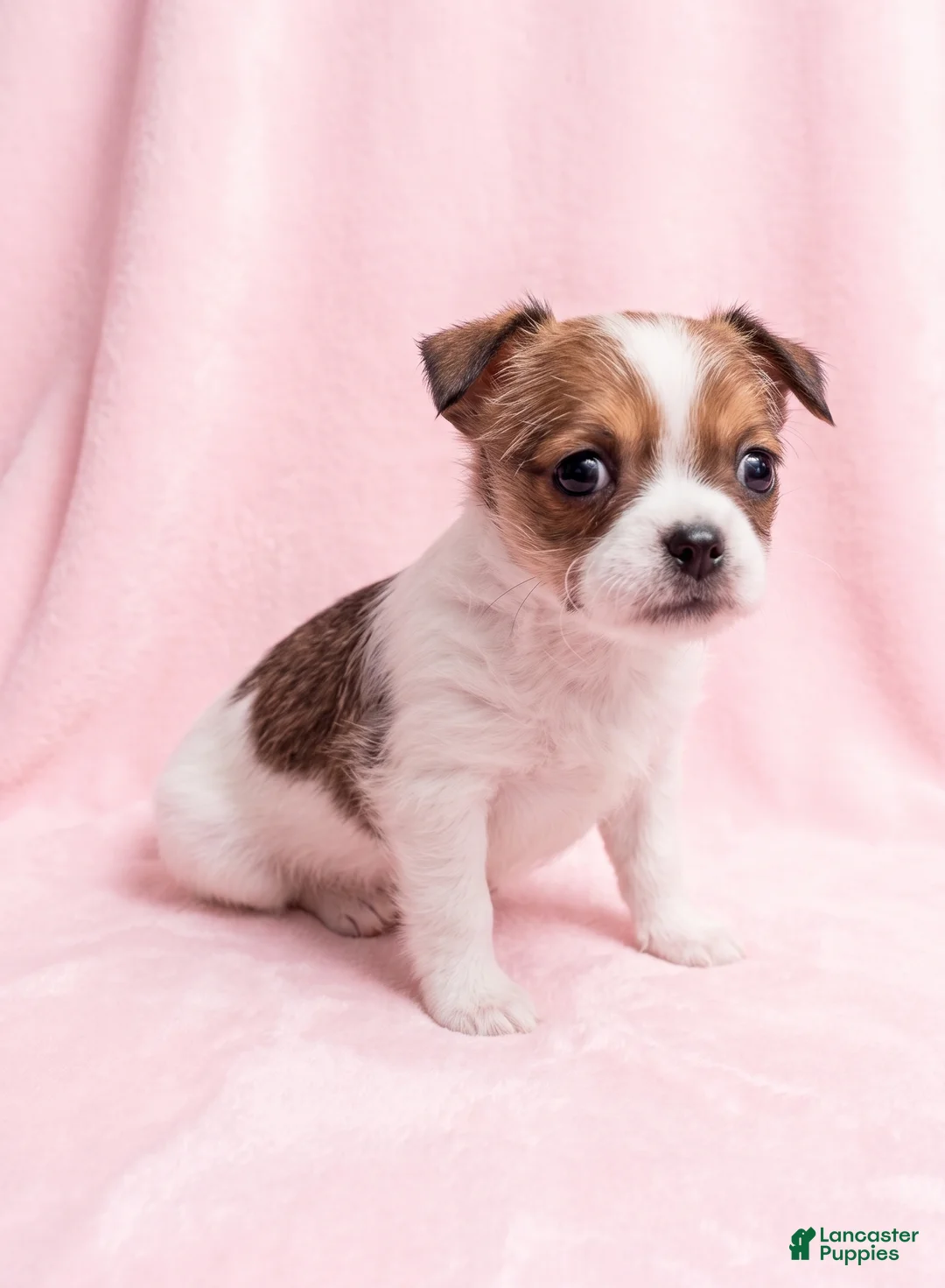 Mixed Breed dogs for sale: Biscuit - Ad 1