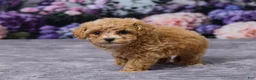Bichpoo dogs for sale: Diamond - Ad 5