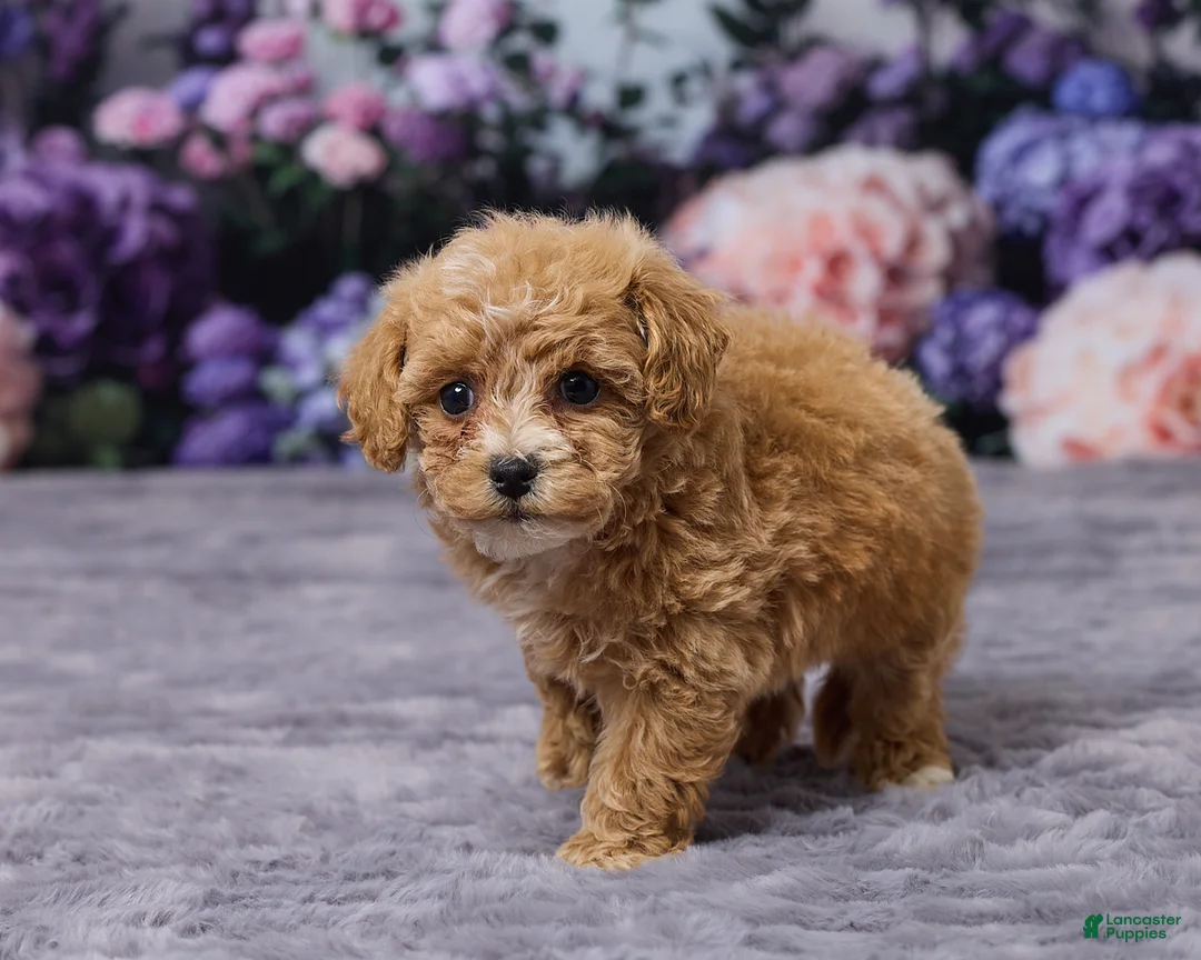 Bichpoo dogs for sale: Diamond - Ad 5