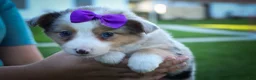Mixed Breed dogs for sale: Gloria🩷  - Ad 7