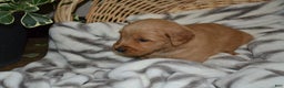 Golden Retriever dogs for sale: Sterling - Ad 4
