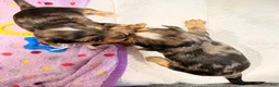 Yorkshire Terrier dogs for sale:  2 Ace - Ad 2