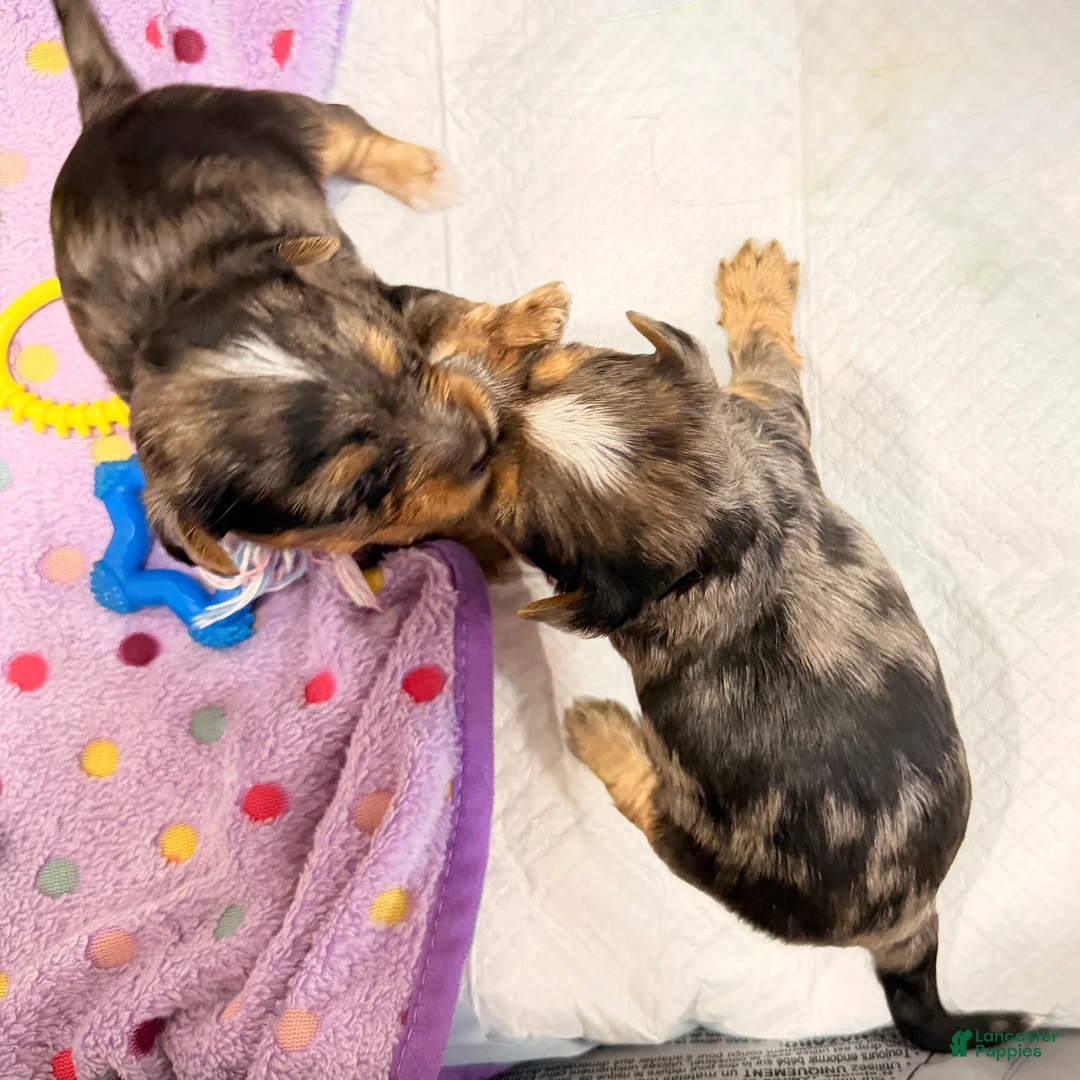 Yorkshire Terrier dogs for sale:  2 Ace - Ad 2