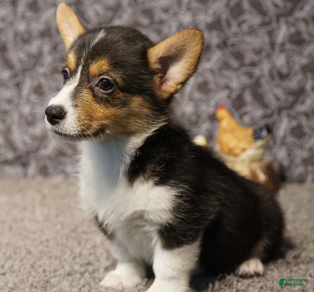 Welsh Corgi Pembroke dogs for sale: Luna - Ad 2