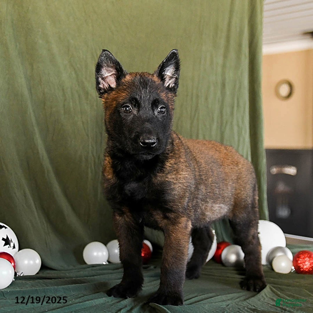 Belgian Malinois dogs for sale: Oscar - Ad 2