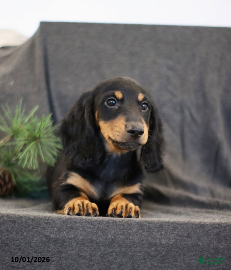 Miniature Dachshund dogs Victor - Ad 2