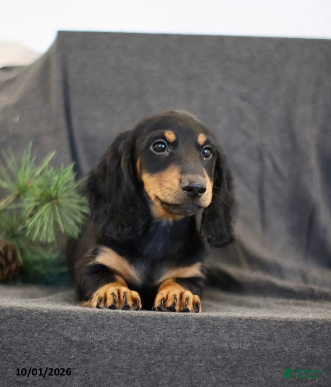 Miniature Dachshund dogs for sale: Victor - Ad 2