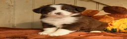 Australian Shepherd dogs for sale: Blaze - Ad 3