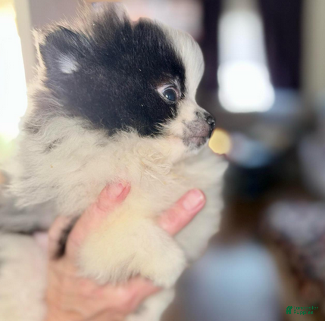 Pomeranian dogs for sale: Timber - in love - Ad 5