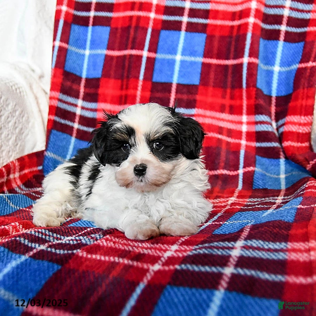 Malshi dogs for sale: Snoopy - Ad 4