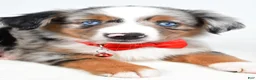 Miniature Australian Shepherd dogs for sale: Marshall - Ad 3
