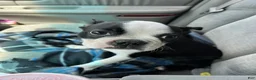 Boston Terrier dogs for sale: Winston - Ad 2