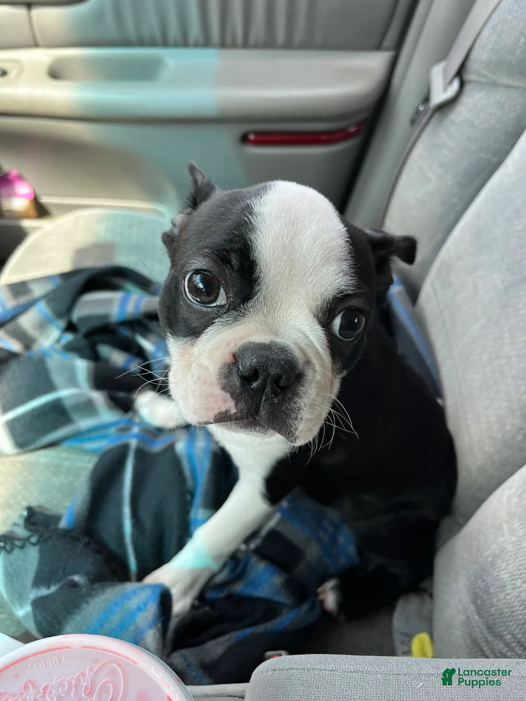 Boston Terrier dogs for sale: Winston - Ad 2