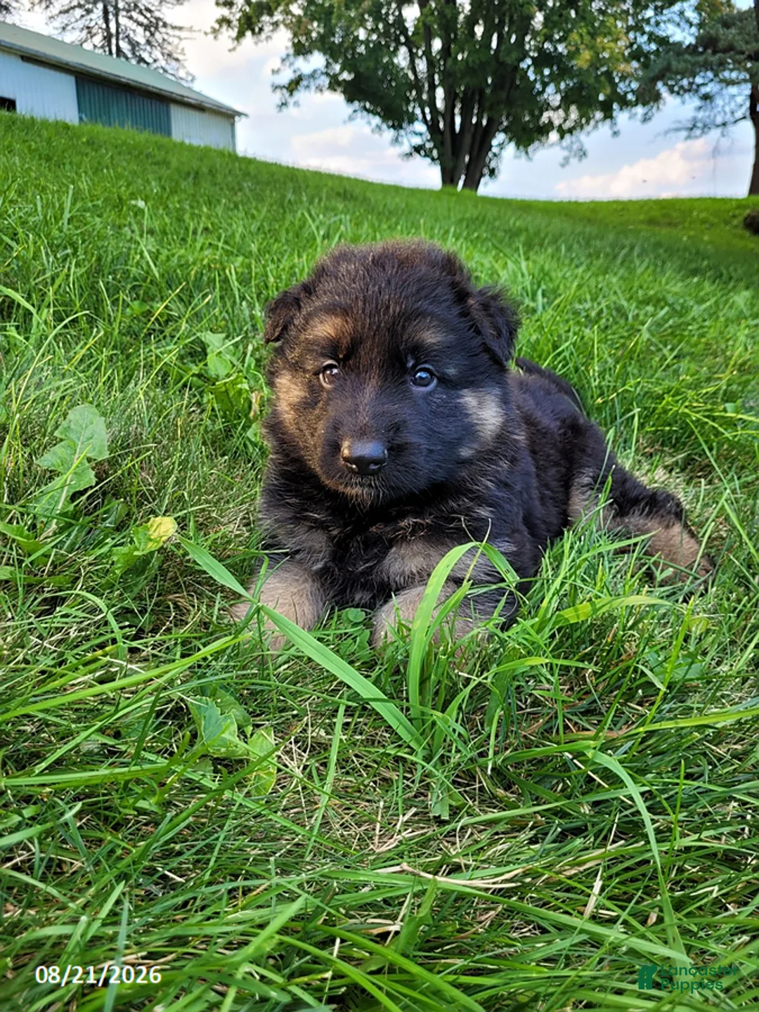 German Shepherd dogs for sale: Rocky - Ad 5
