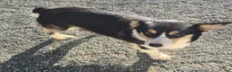Mixed Breed dogs for sale: Mixed Breed Puppy 1 - Ad 2