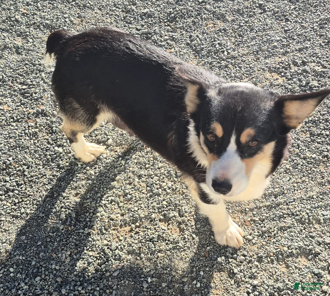 Mixed Breed dogs for sale: Mixed Breed Puppy 1 - Ad 2