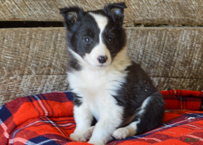 Mixed Breed dogs Sonny - Ad 20