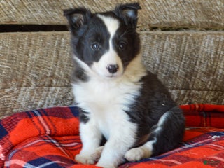 Mixed Breed dogs Sonny - Ad 1