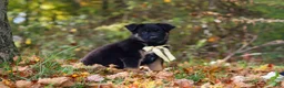 German Shepherd dogs for sale: Randy - Ad 3