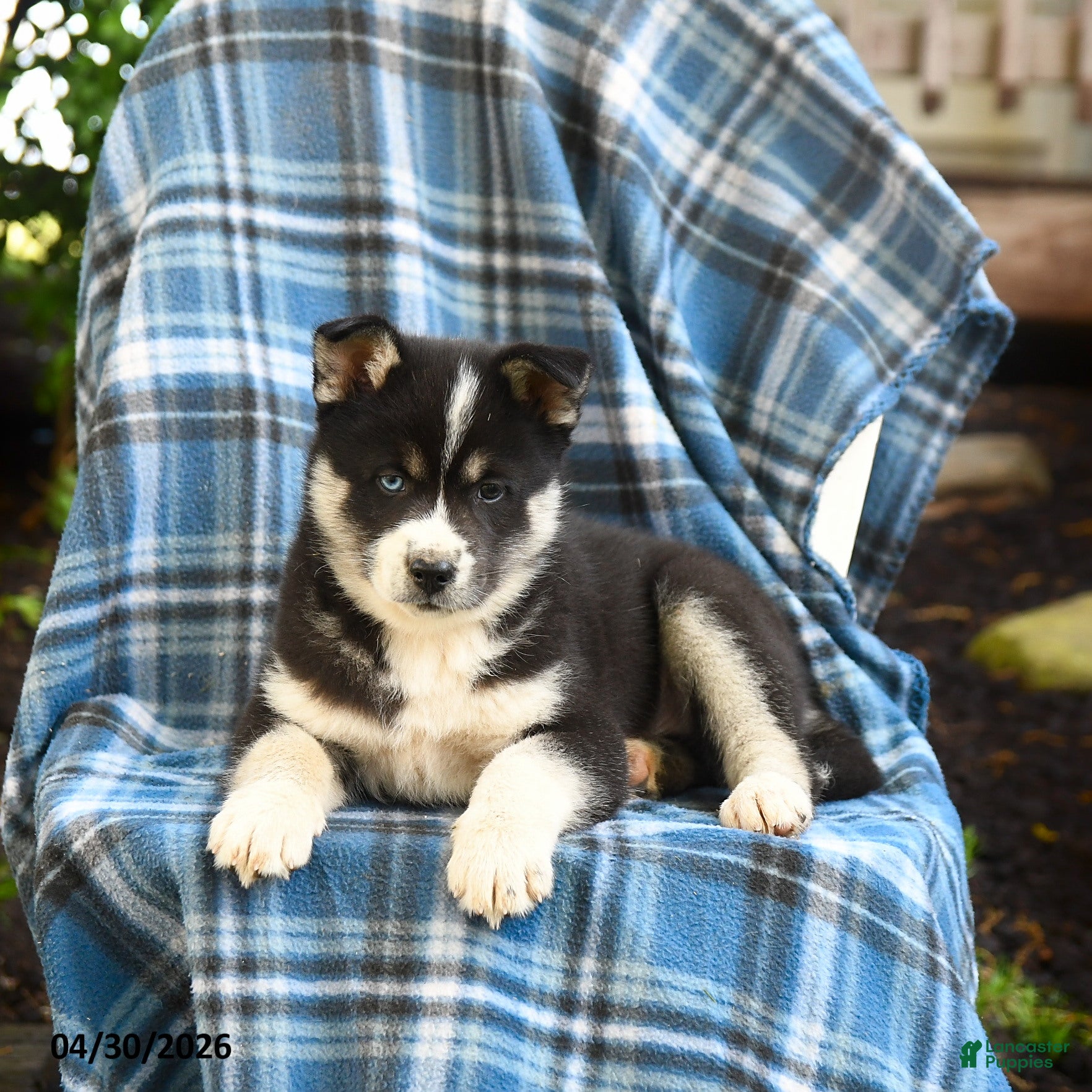 Pomsky dogs Togo - Ad 2