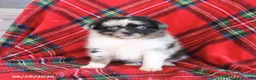 Toy Australian Shepherd dogs for sale: Jasper - Ad 5