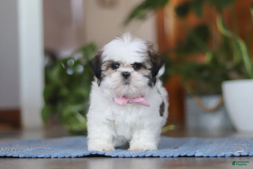 Shih Tzu dogs for sale: Myra - Ad 4