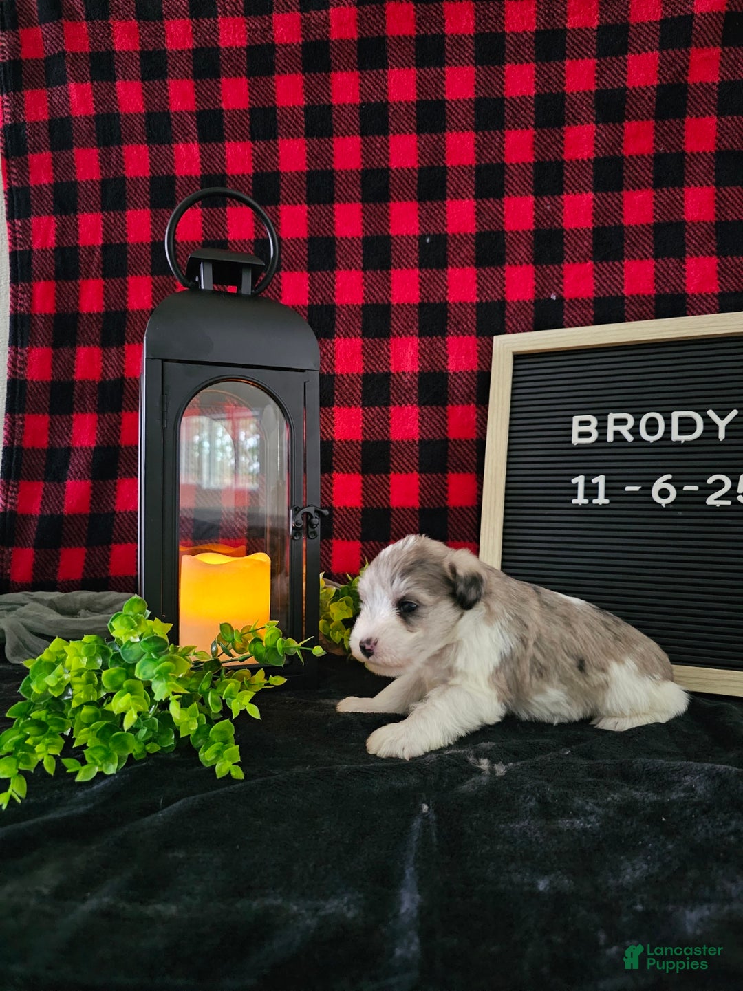 Miniature Schnauzer dogs for sale: Brody  - Ad 7