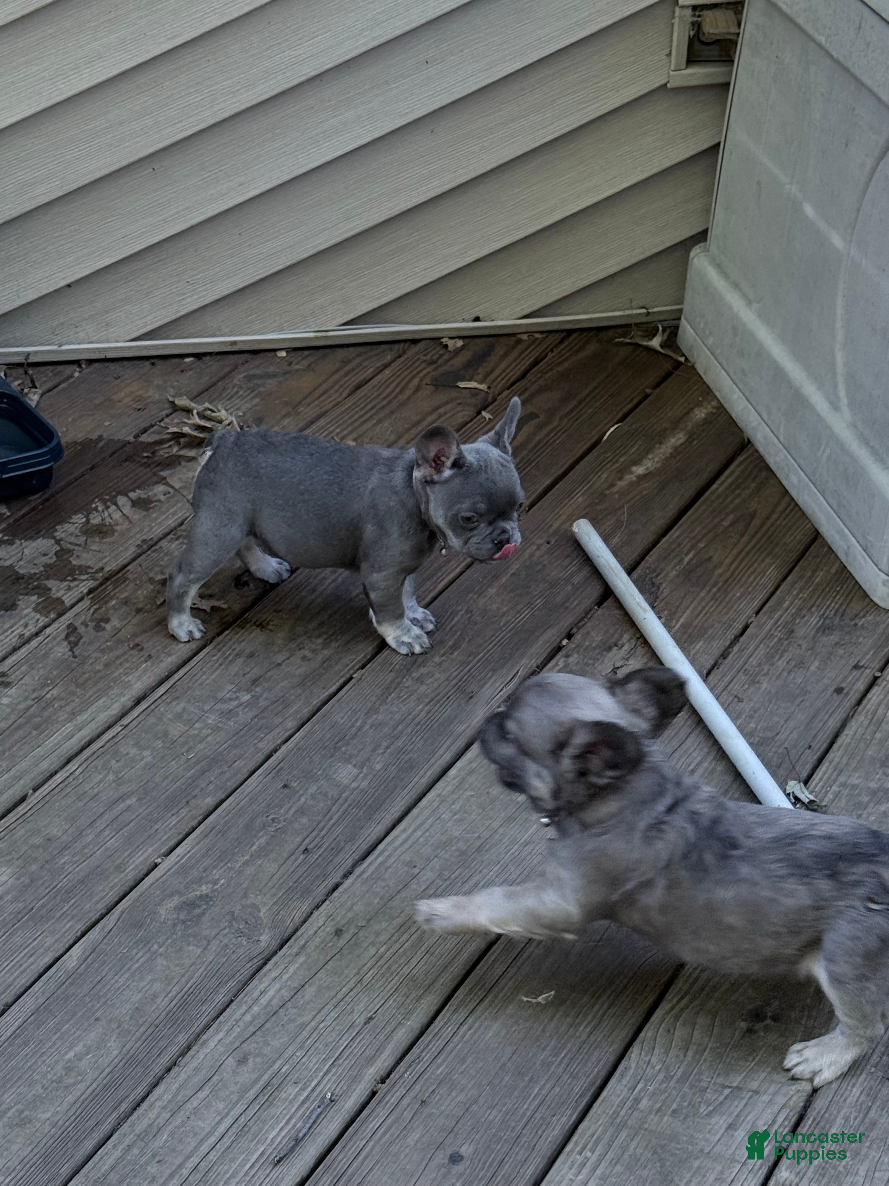 French Bulldog dogs GreySon - Ad 2